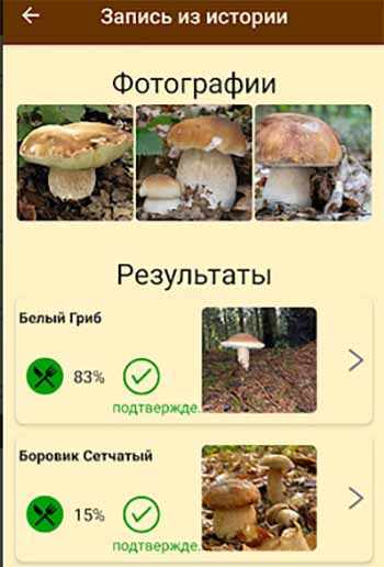 Идентификация гриба