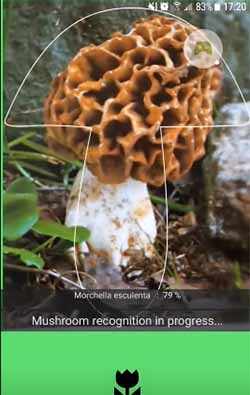 Иллюстрация идентификации гриба