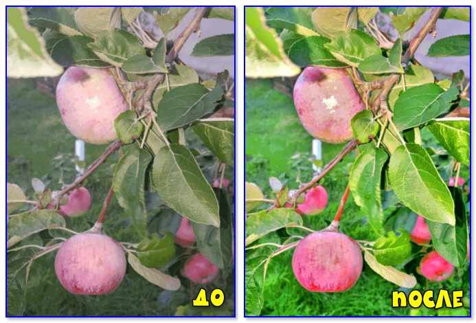 Яблоки в саду (До и после)
