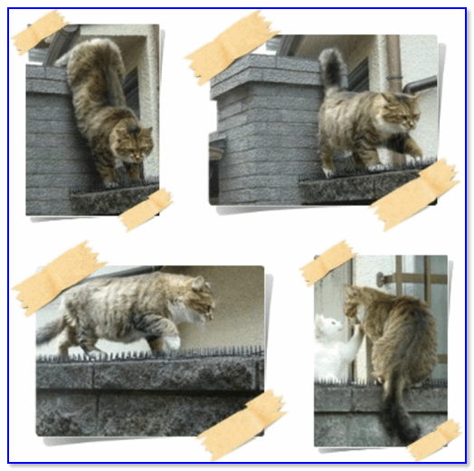 Фотоколлаж с приключениями кота Васьки / пример