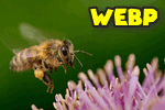 WEBP - как открыть в Windows